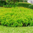 植栽